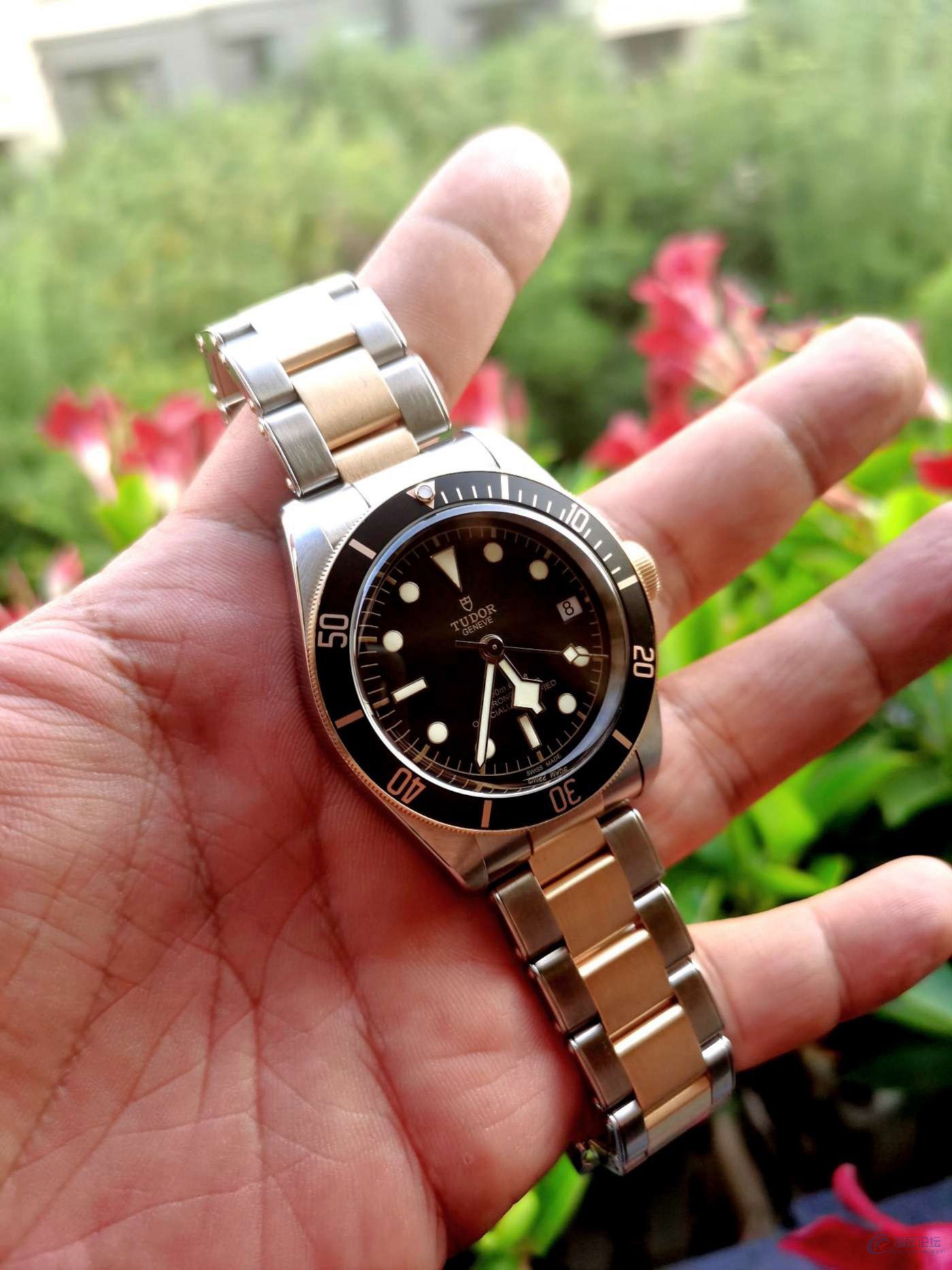 入手帝舵79733间金盾