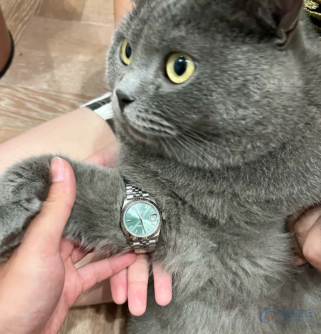 这只猫猫戴的是劳力士哪一款啊！